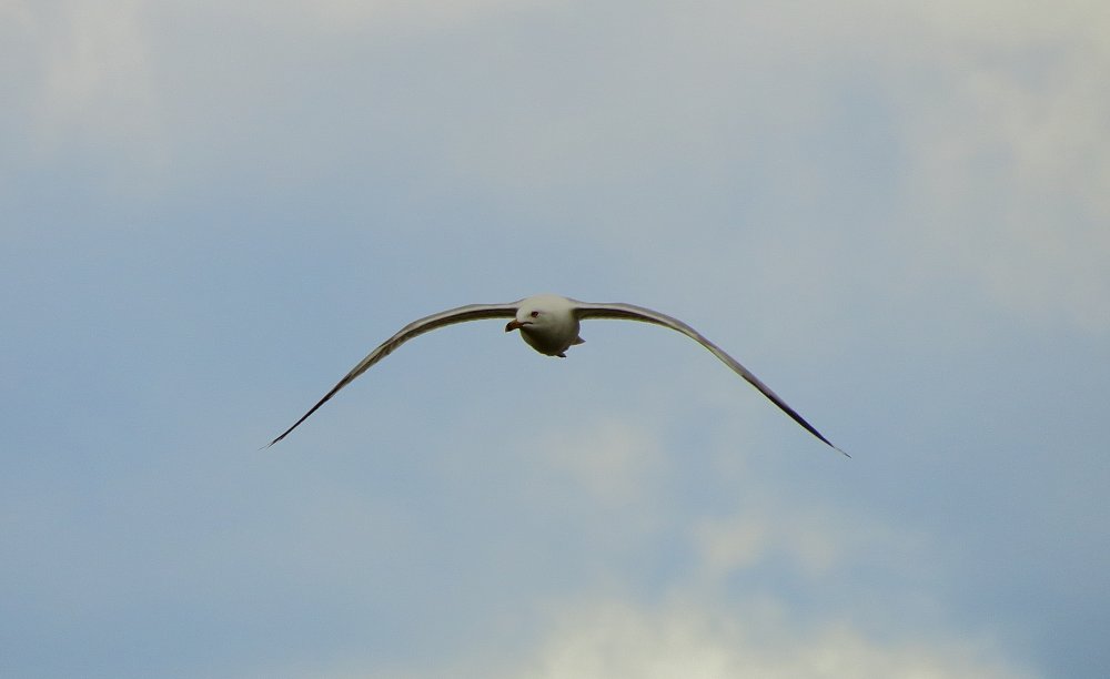 IMG_2993.JPG