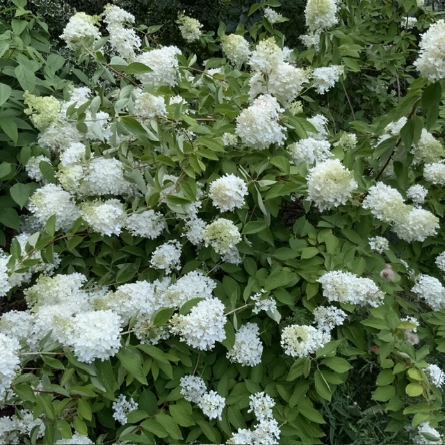 IMG_3234.jpeg