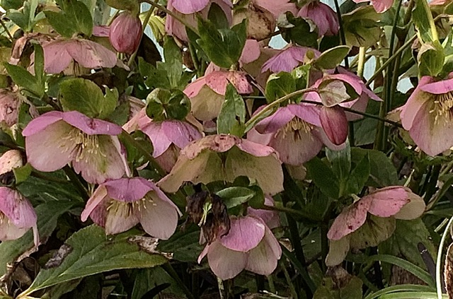 IMG_3670.jpeg