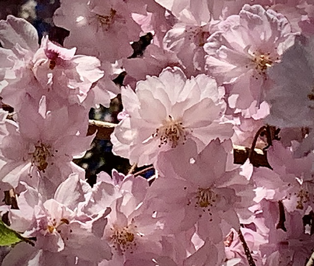 IMG_3931.jpeg