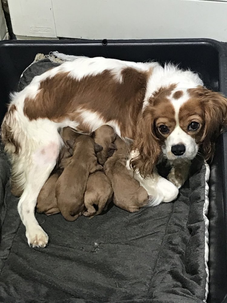 IMG_3956.jpg  puppy.jpg
