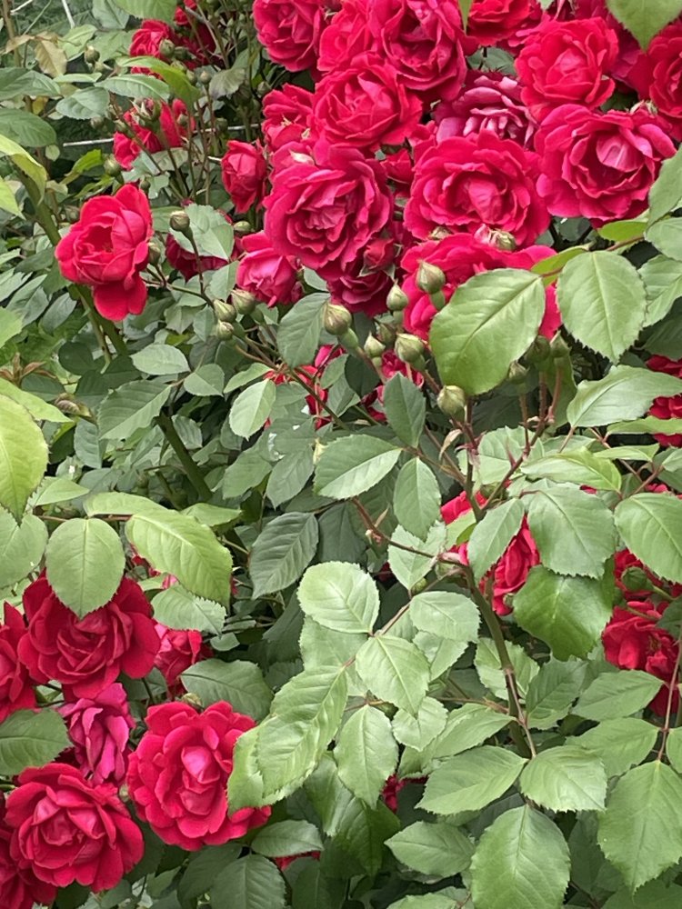IMG_4379.jpeg