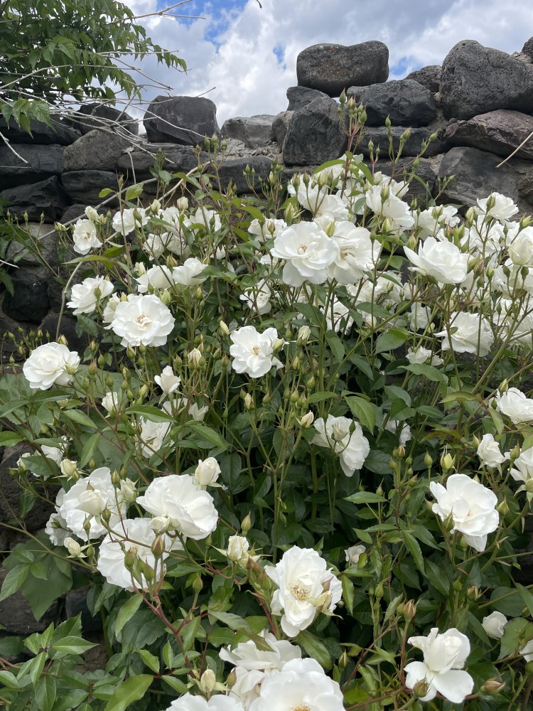 IMG_4380.jpeg