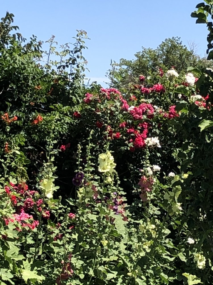 IMG_4882.jpeg