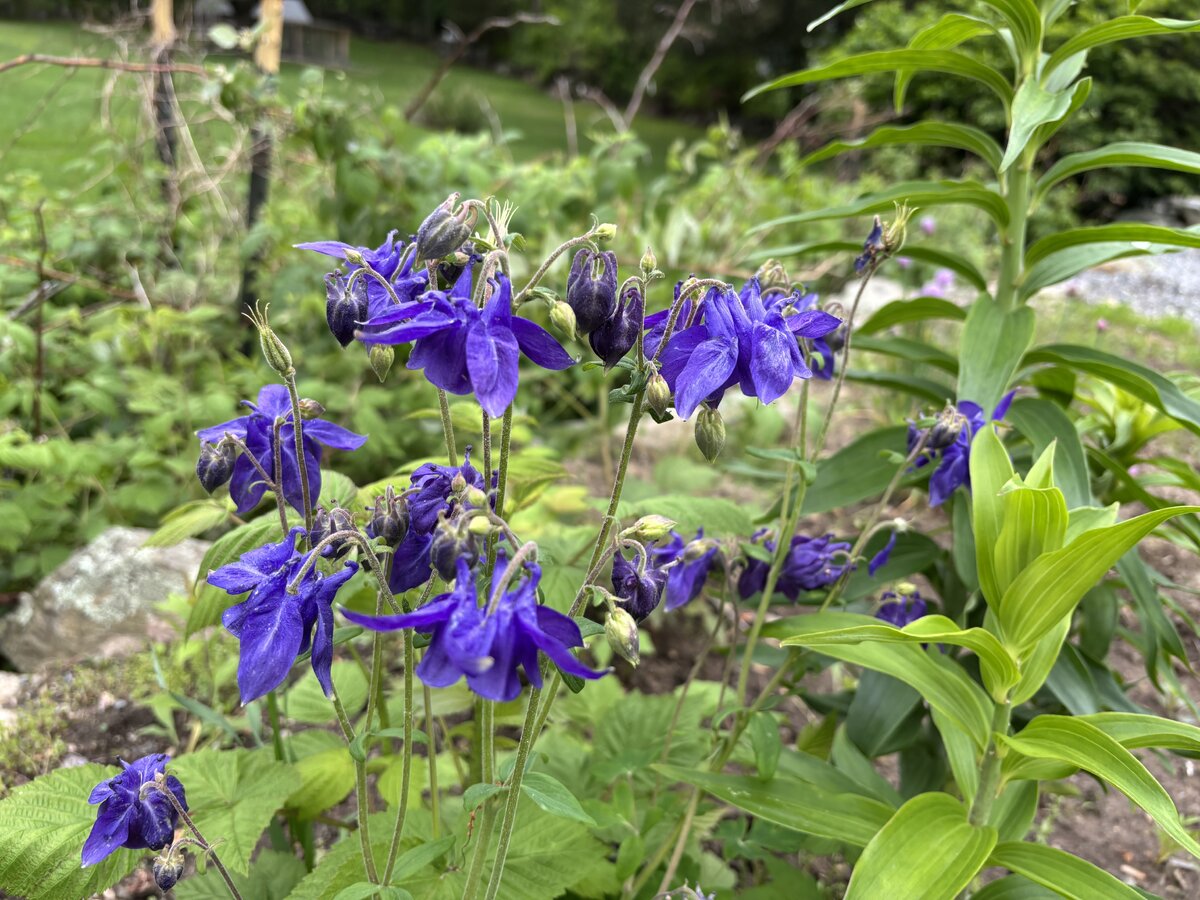 IMG_5193.jpeg