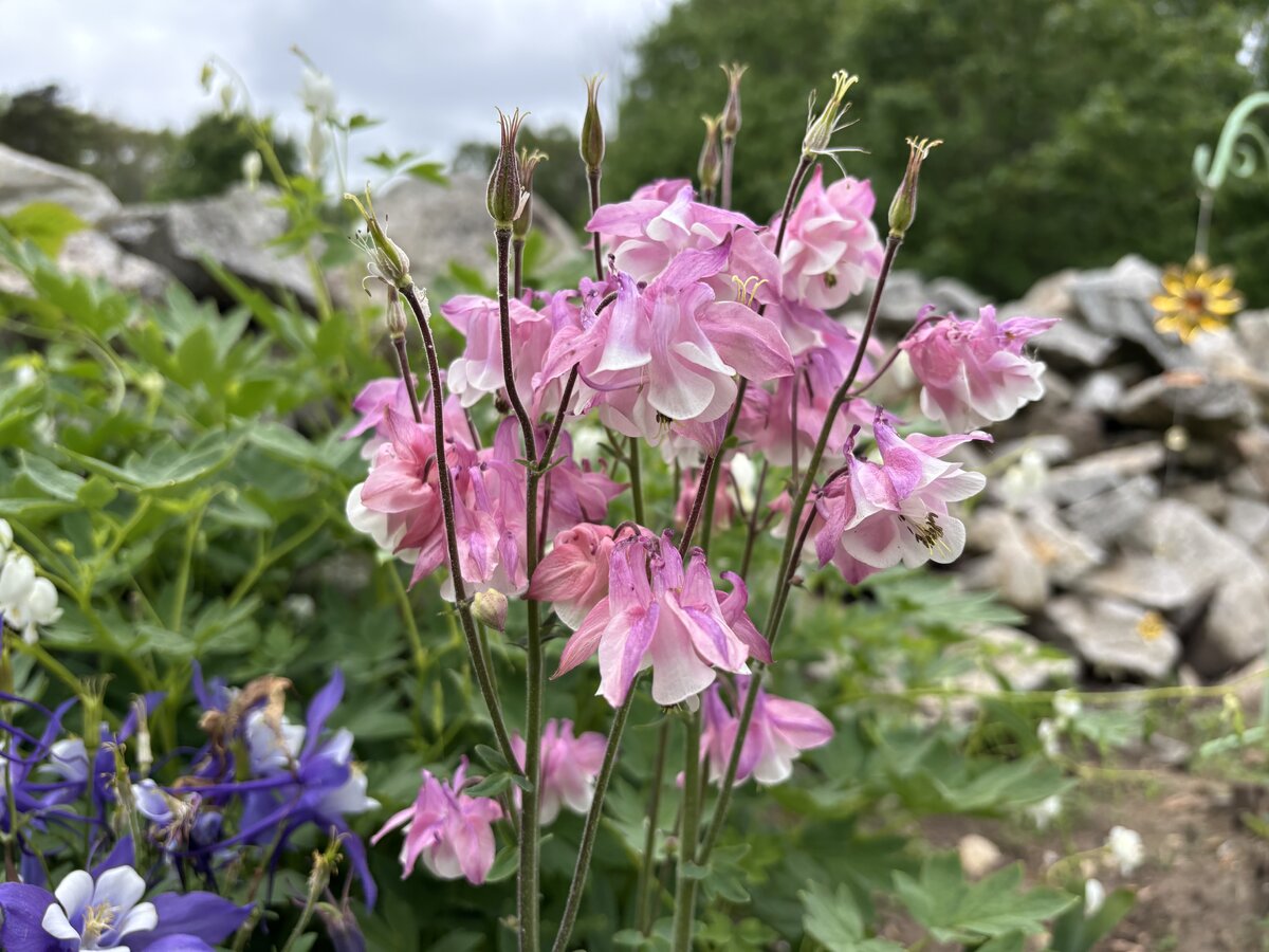 IMG_5195.jpeg