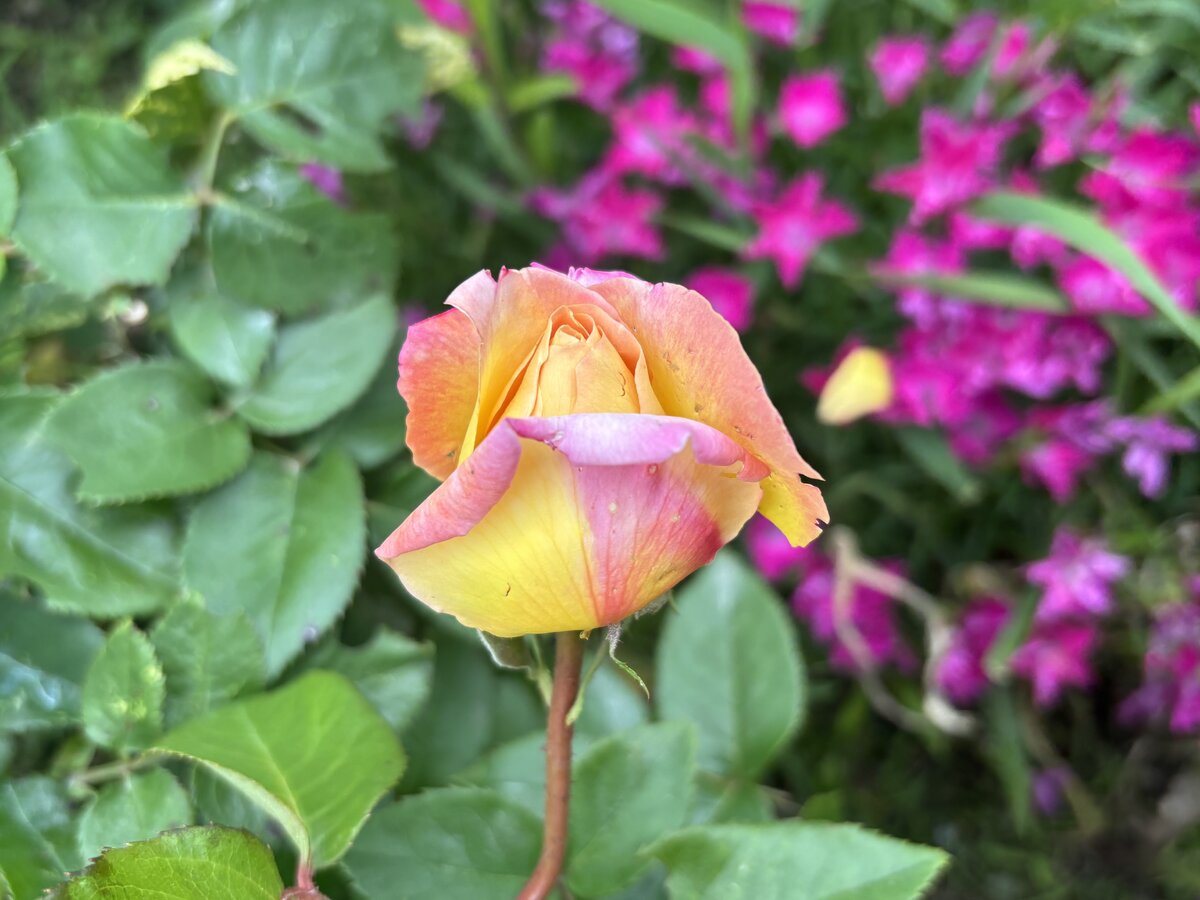 IMG_5247.jpeg