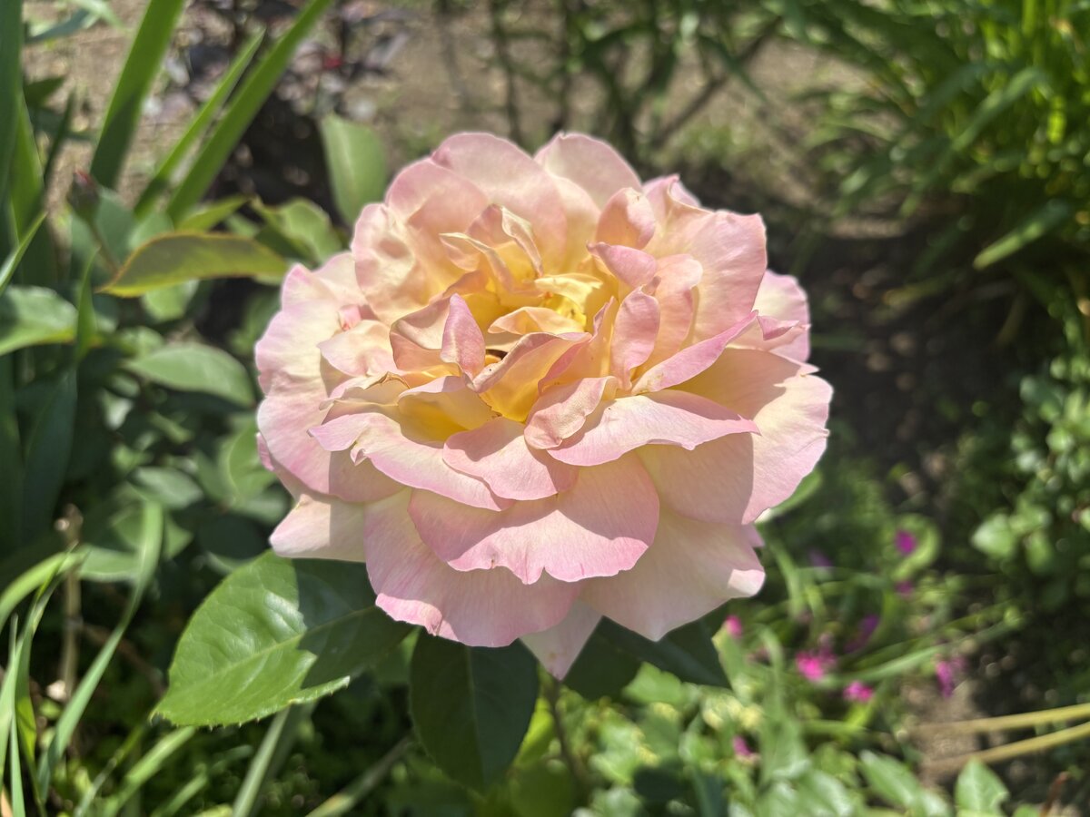 IMG_5281.jpeg