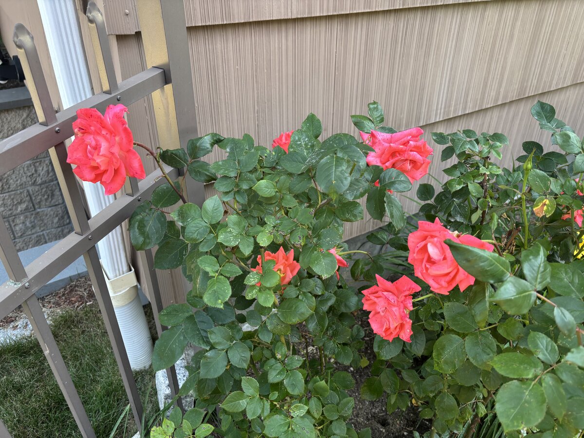 IMG_5282.jpeg