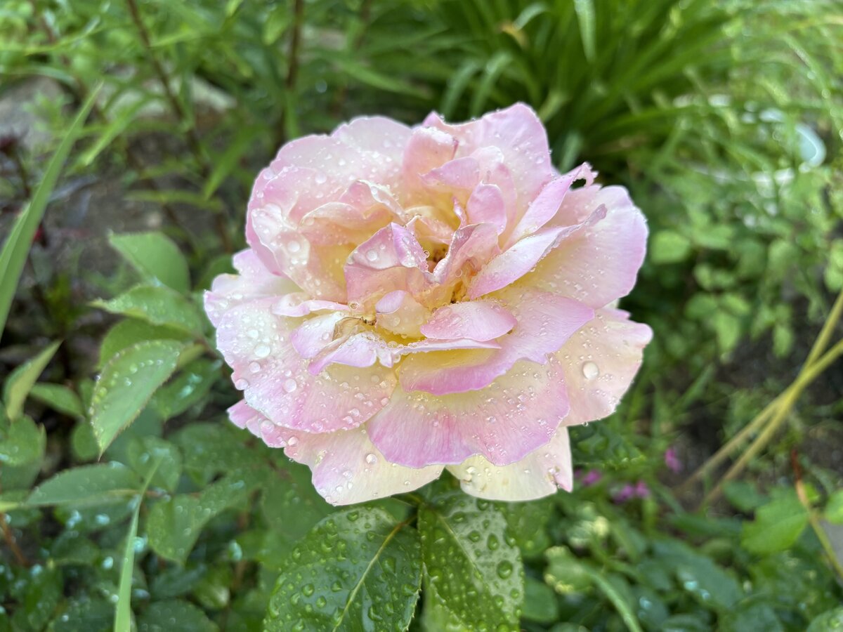 IMG_5296.jpeg