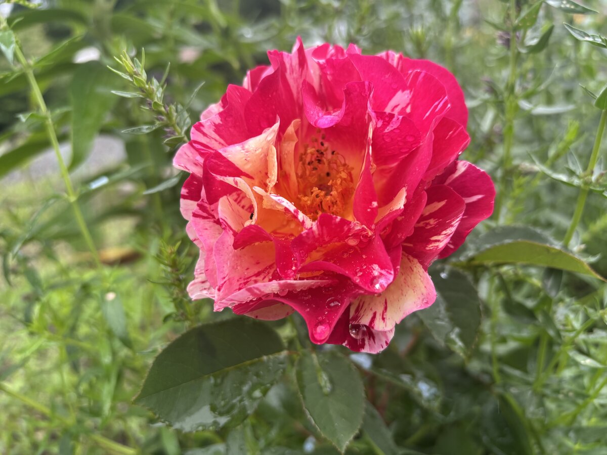 IMG_5317.jpeg