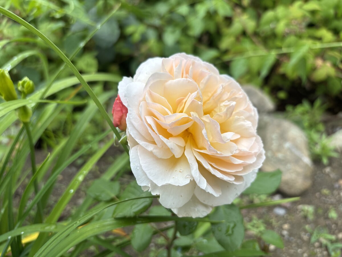 IMG_5330.jpeg