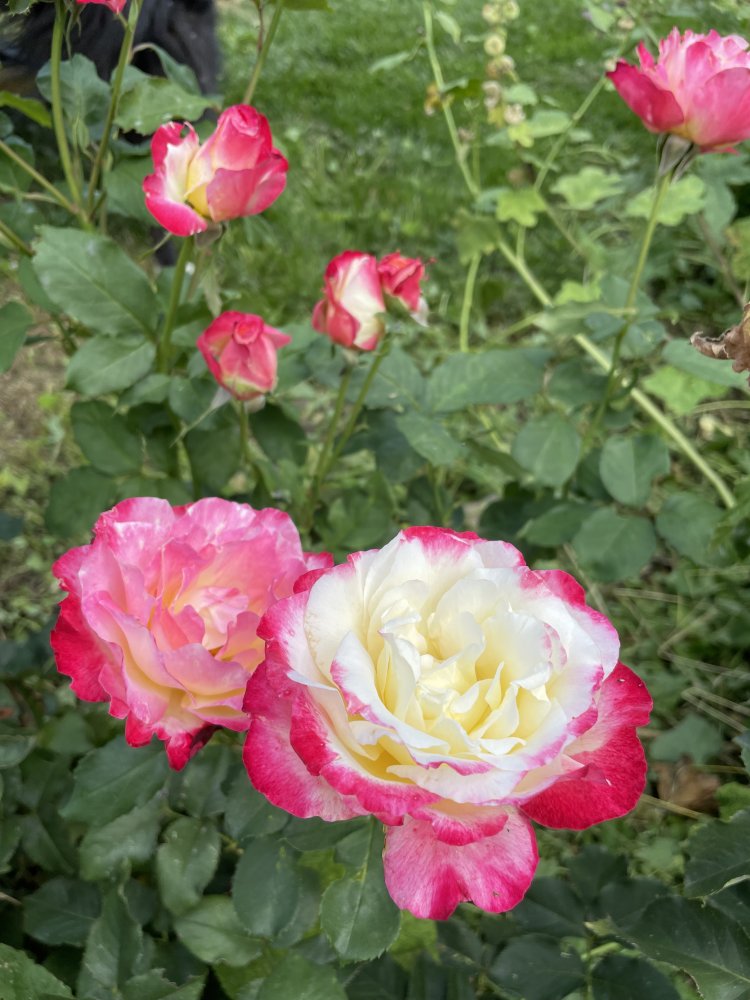 IMG_5531.jpeg