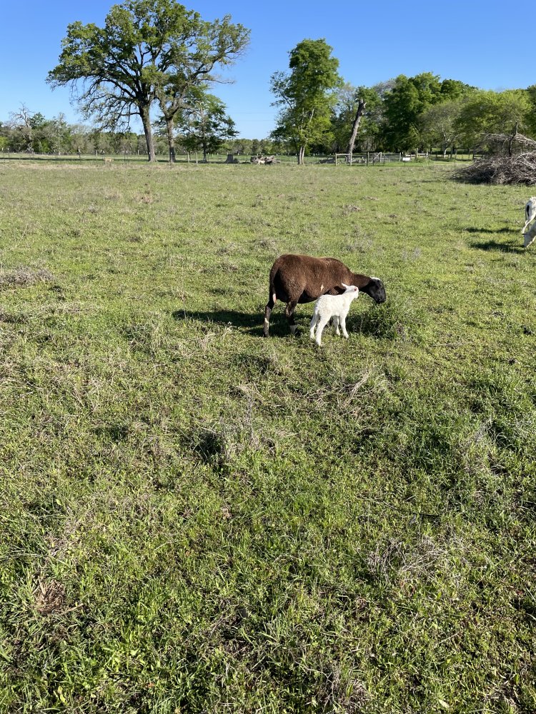 IMG_6180.jpeg