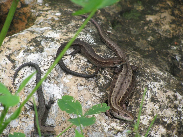 IMG_6864.JPG