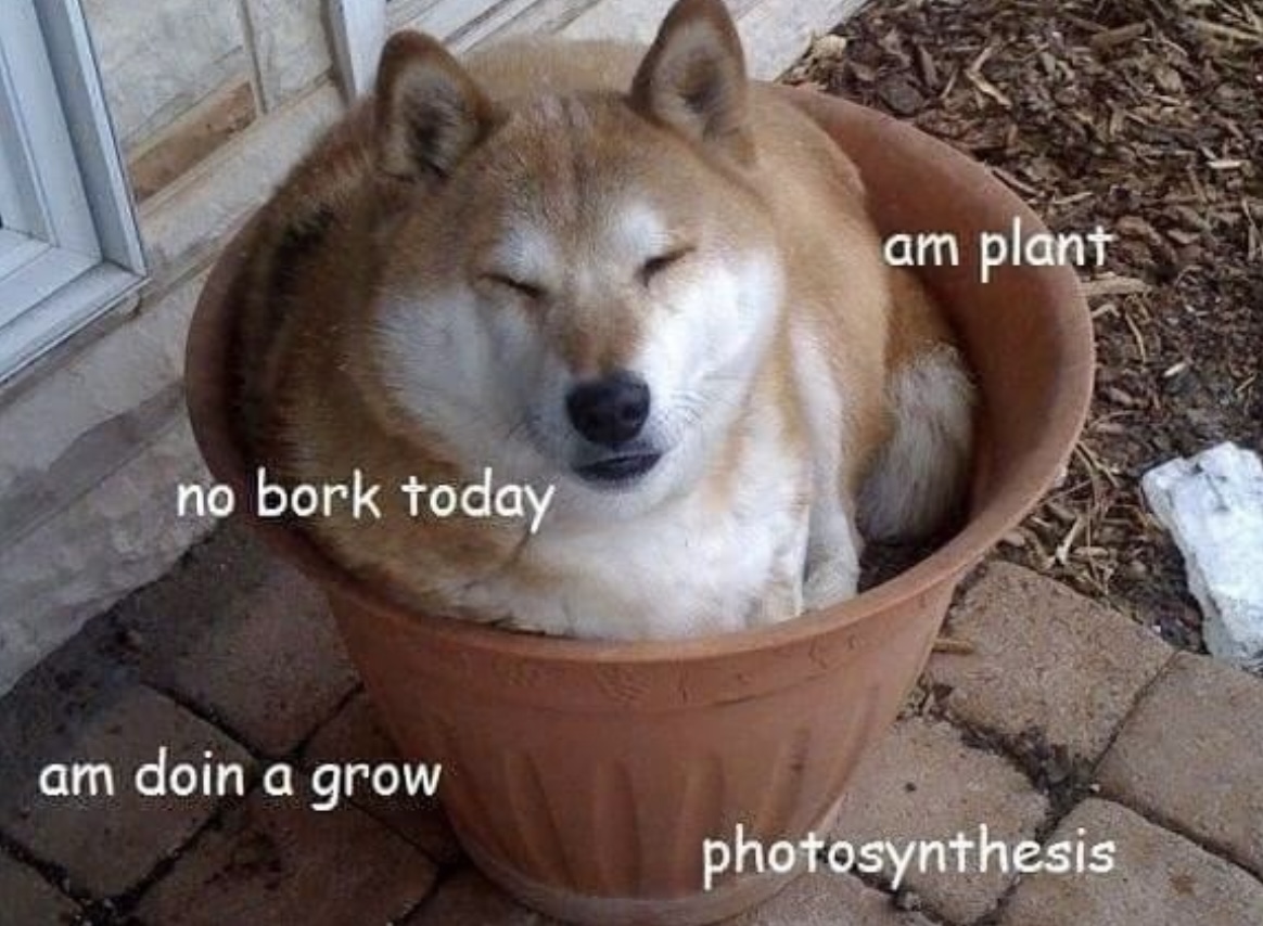 IMG_7128.jpeg