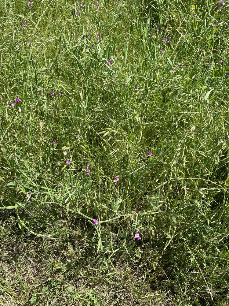 IMG_8707.jpeg