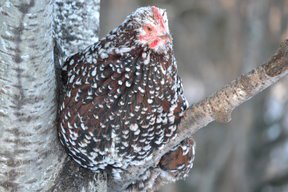 IMG_9427.JPG