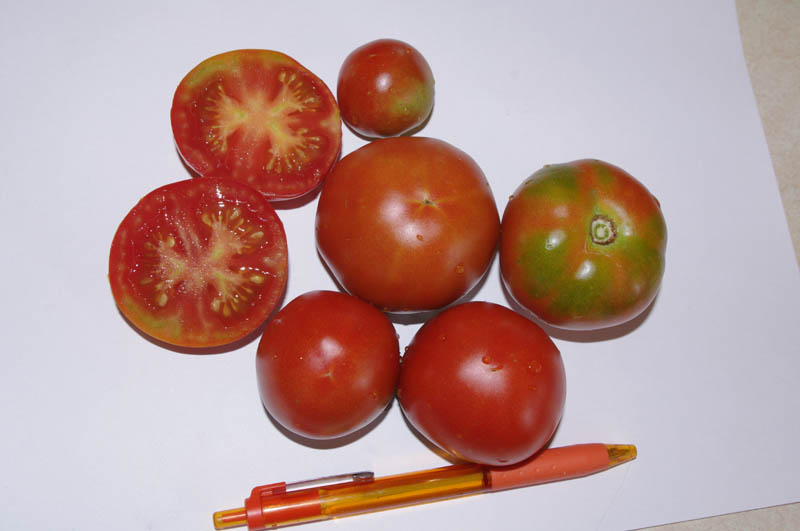 IMGP7148_web.jpg