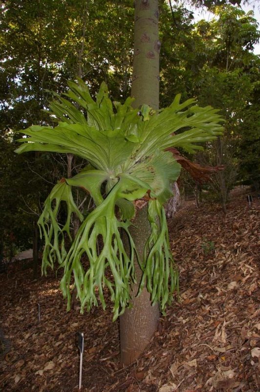 IMGP9650-staghorn-fern.jpg