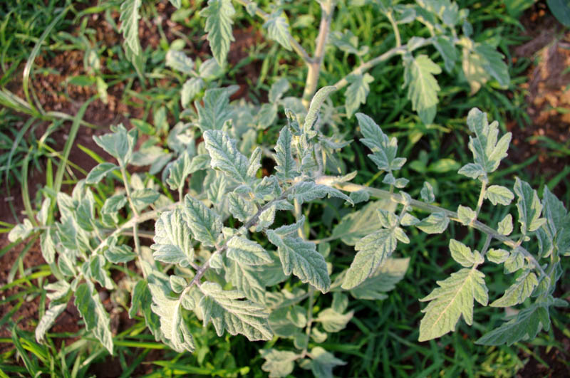 IMGP9894_web.jpg