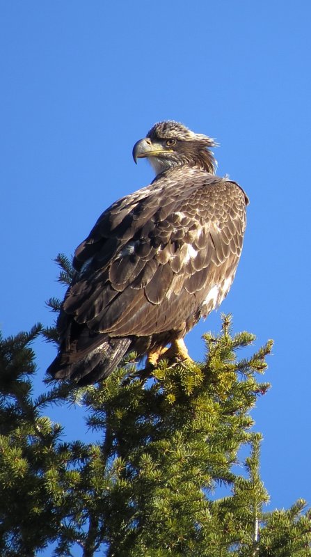 imm bald eagle.JPG