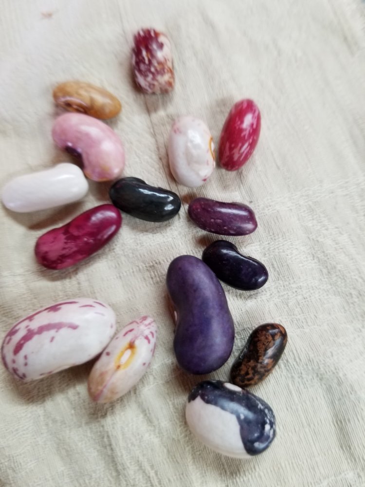 Immature Beans.jpg