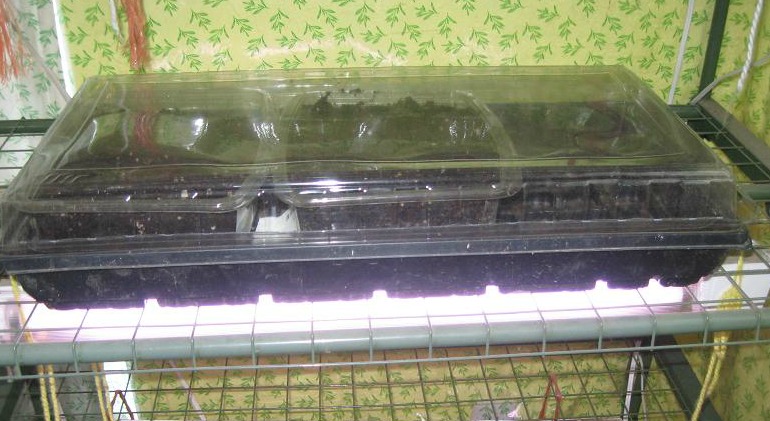 In the greenhouse fixed.jpg