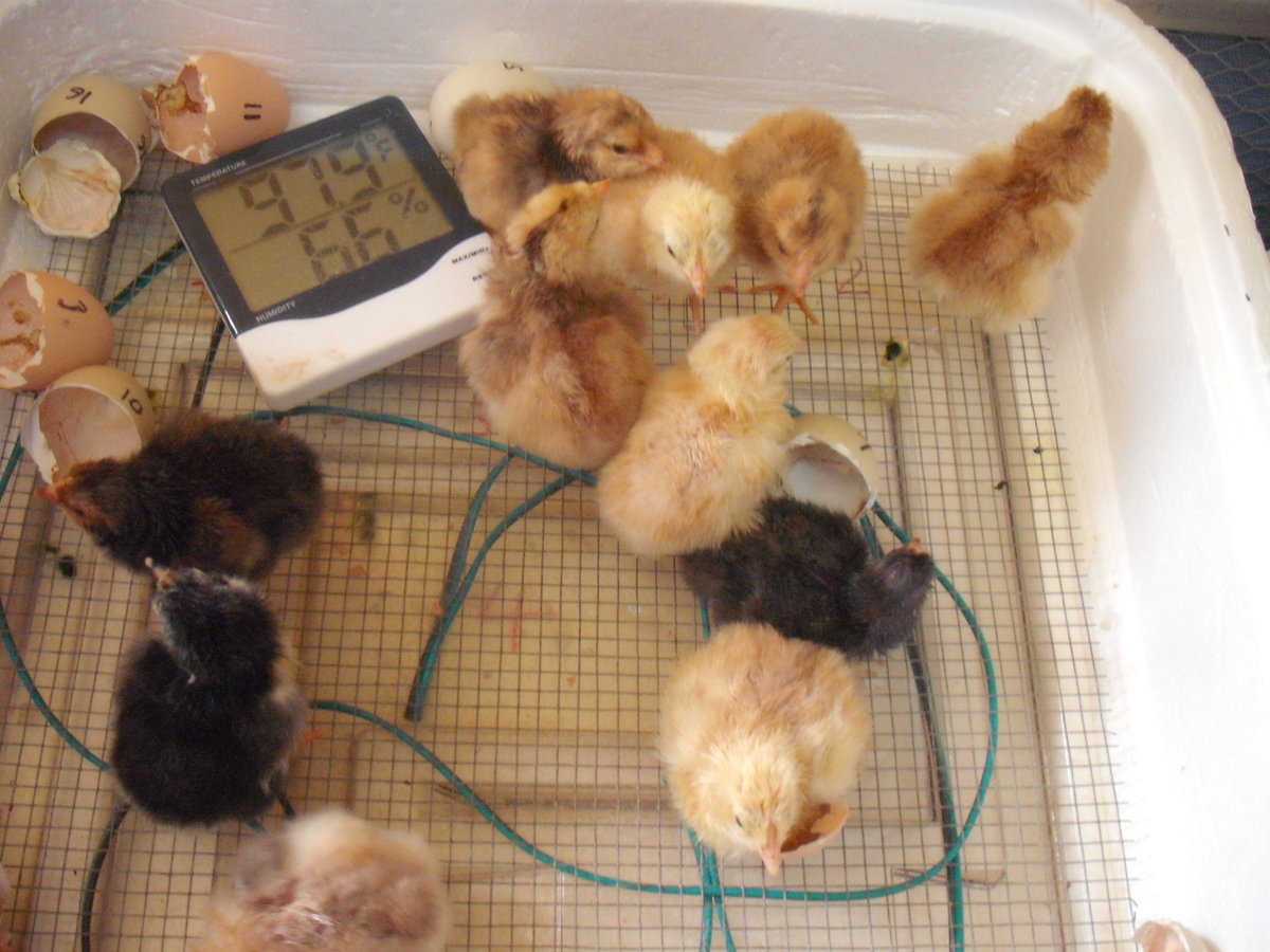 Incubator Chicks.JPG