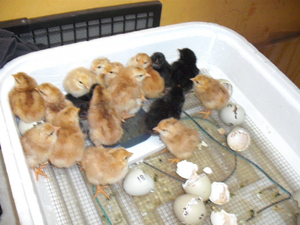 Incubator.JPG