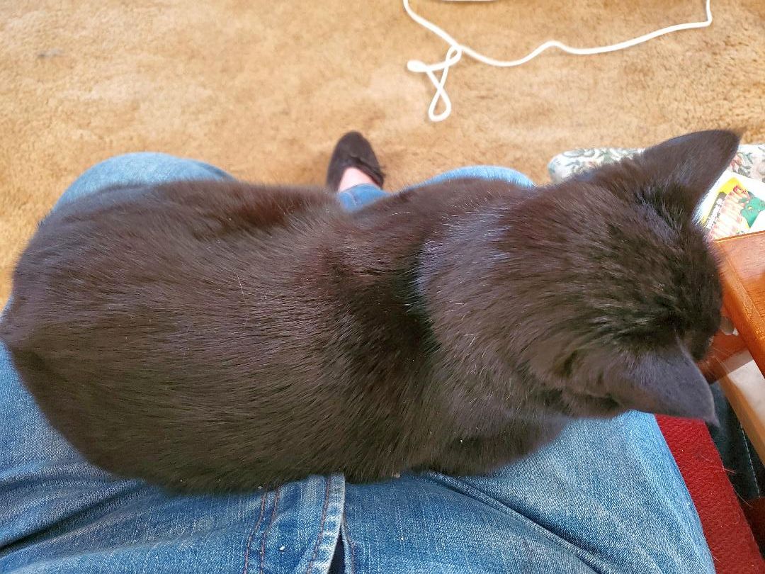 Inky lapcat, 01-15-24.jpg