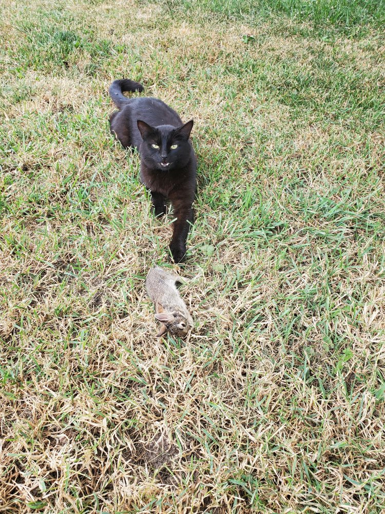 Inky & rabbit, 07-02-22.jpg