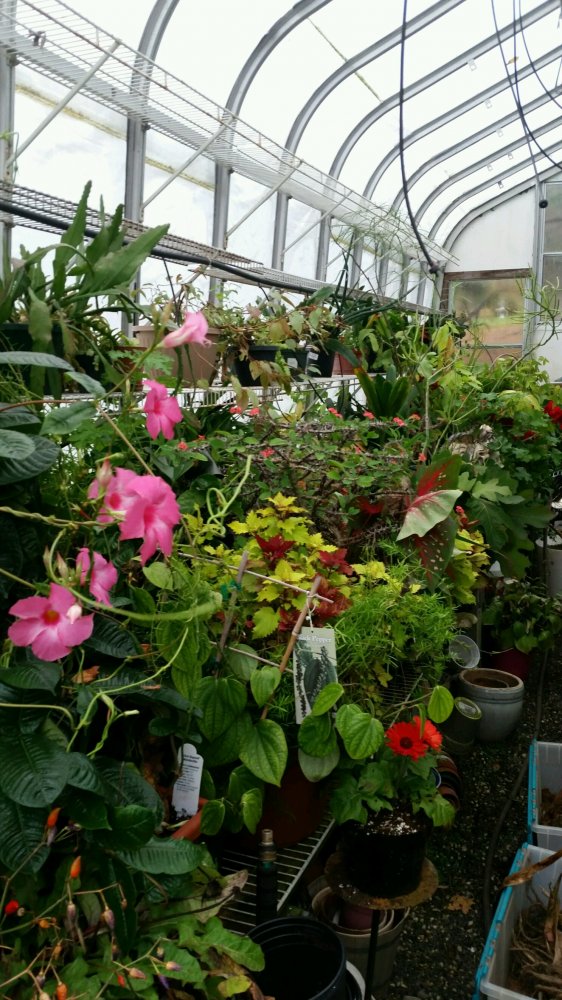 inside greenhouse.jpg