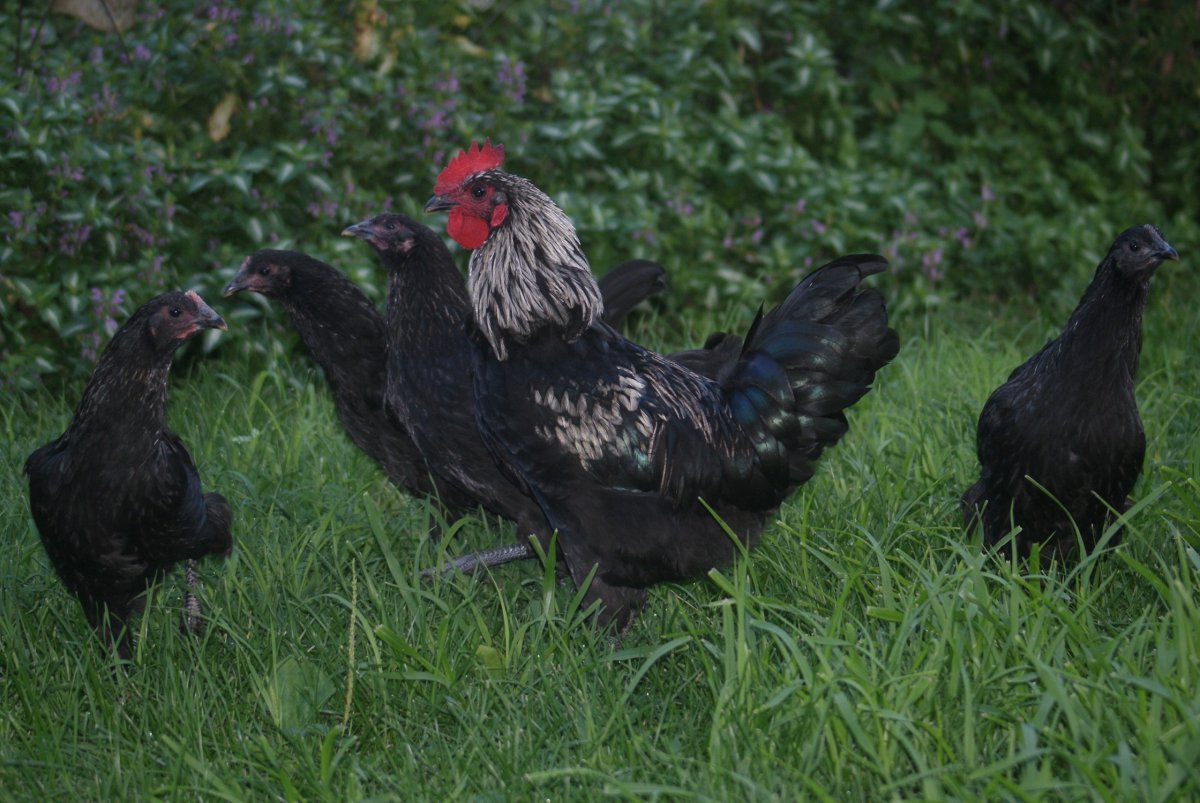 Iowa Blue chickens 009.JPG