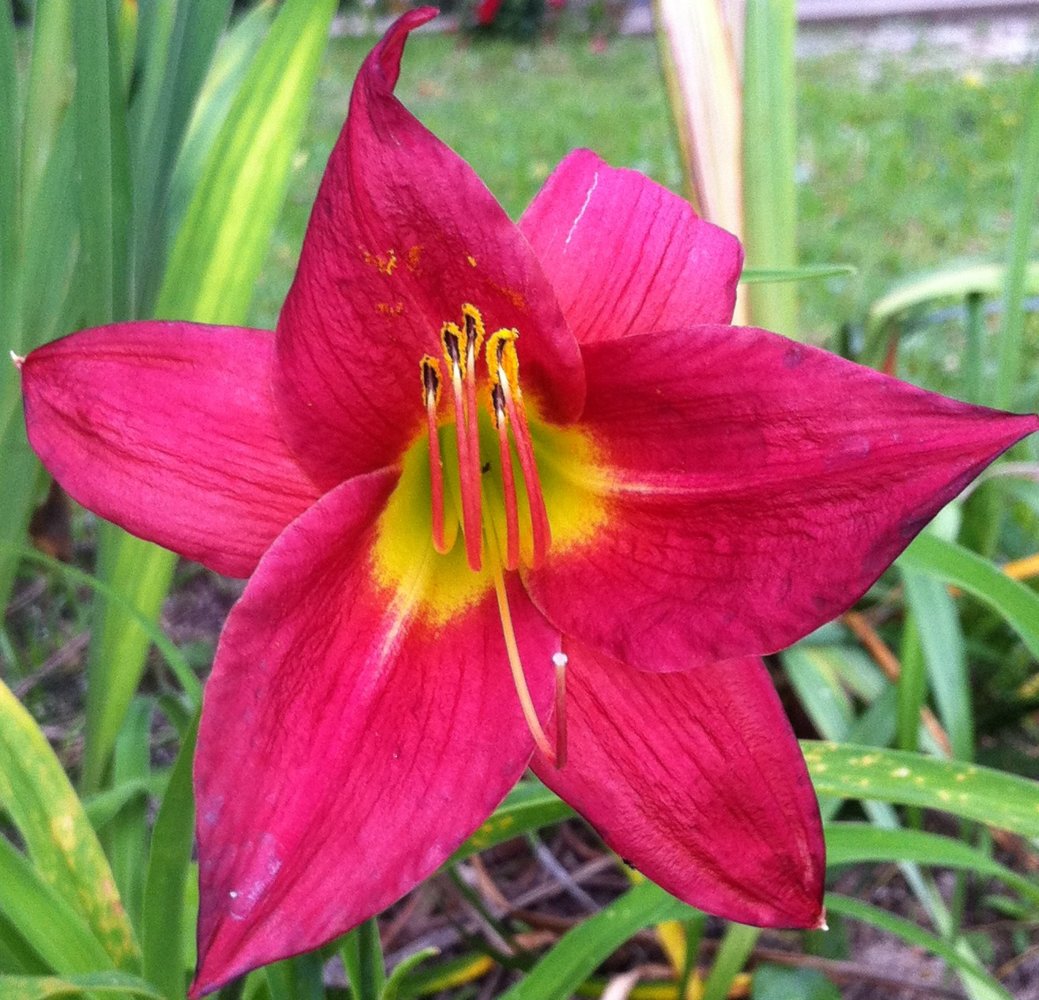 Iris 006.JPG
