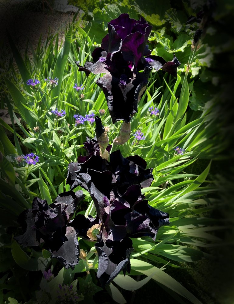 Iris (2021-06-07T20_52_27.893)_kindlephoto-349484365.jpg
