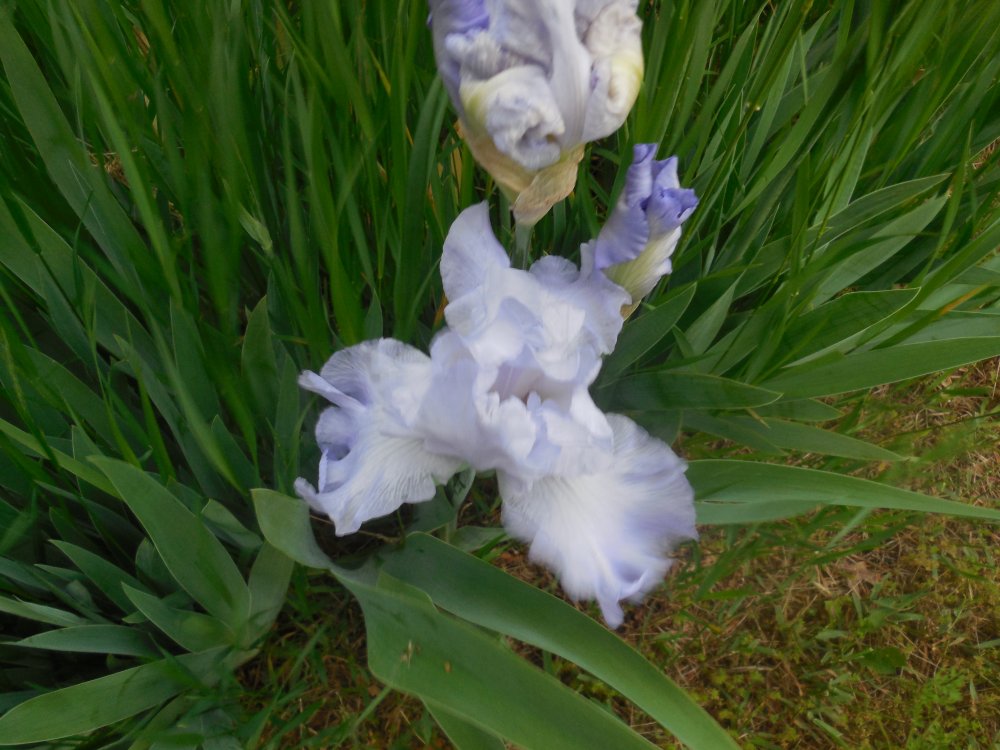 Iris blue.JPG