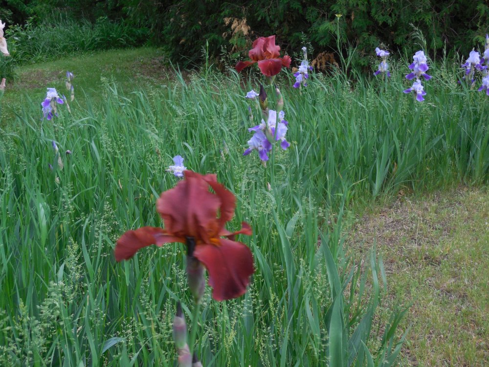 iris copper.JPG
