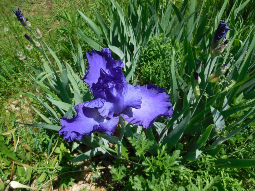 Iris - dark blue:purple.JPG