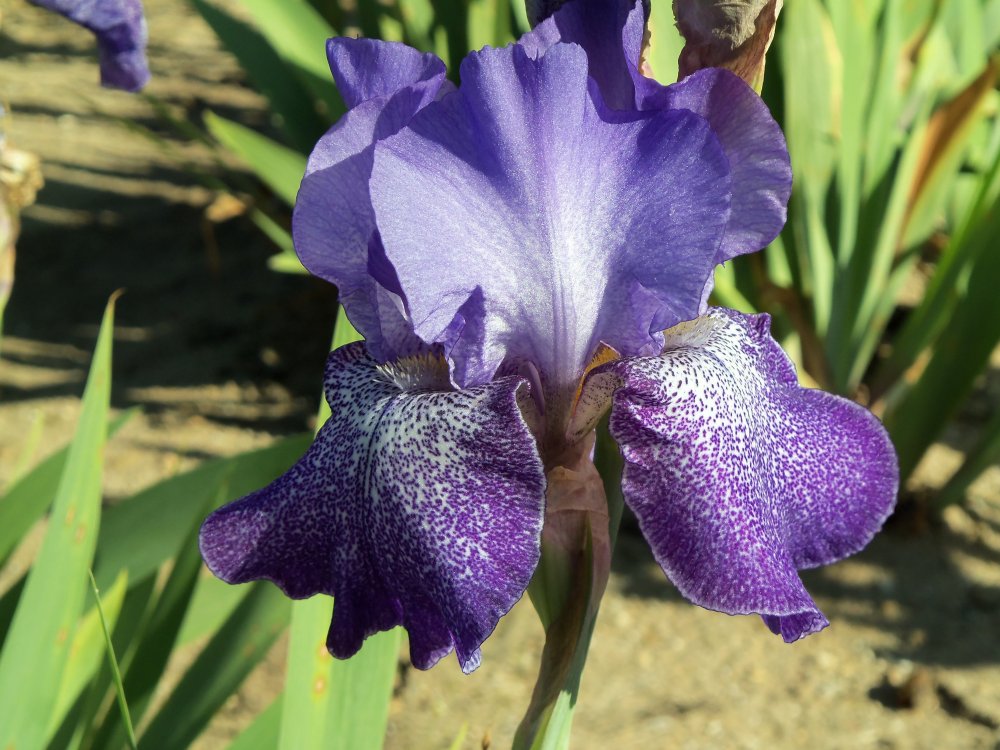 iris farm 6 13 13 129.JPG