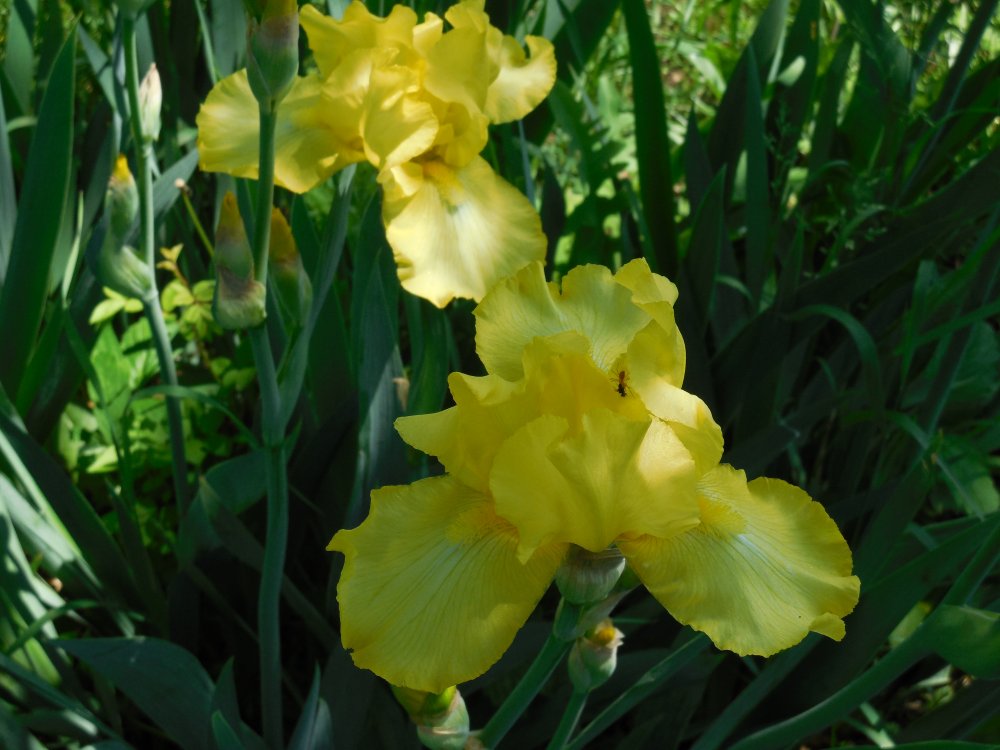Iris- harvest of memories.JPG
