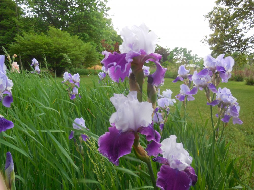 Iris lavendar:purple fall.JPG