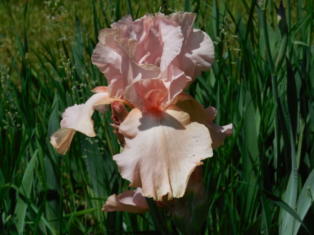 Iris - pink.JPG