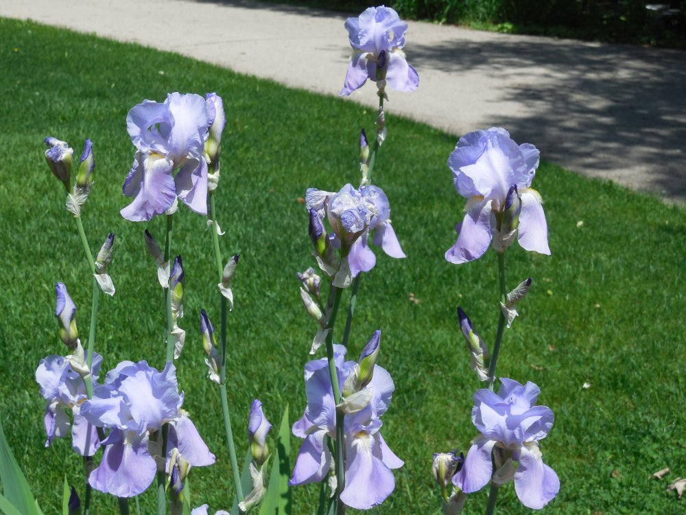 Iris - standard purple.JPG