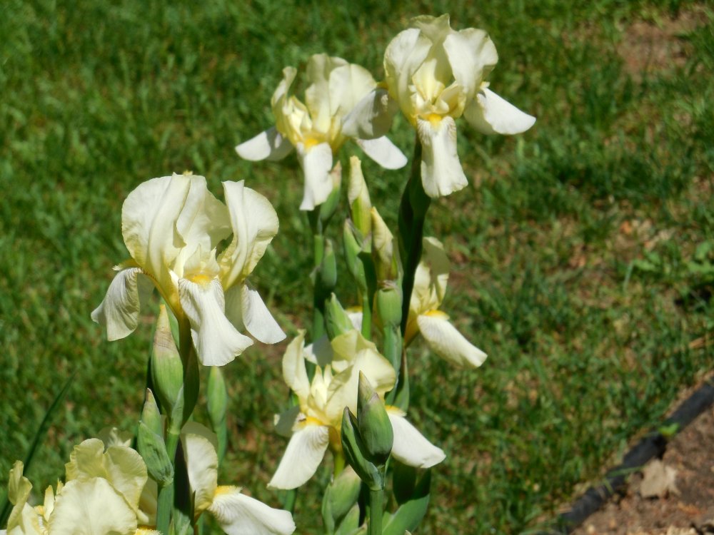 Iris - standard yellow.JPG