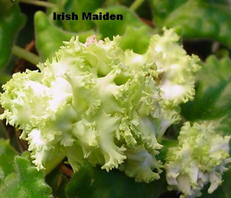 IRISHMAIDEN.JPG