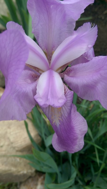 irispurpleclose.jpg