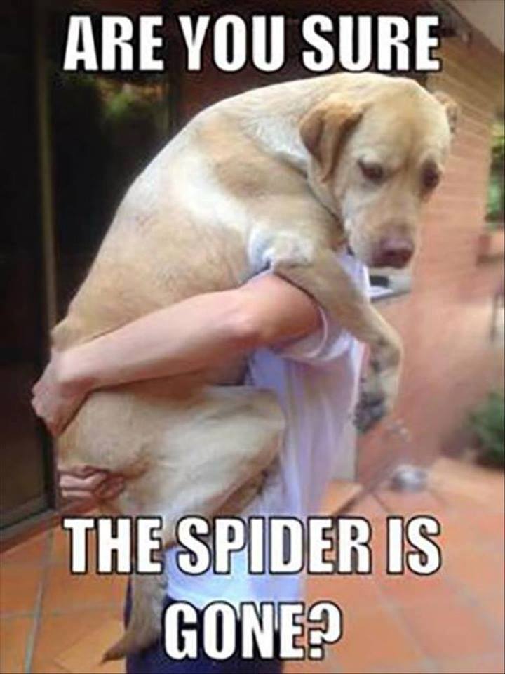 is the spider gone.jpg