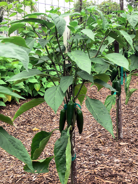 Jalapenos1_051017.jpg