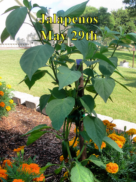 Jalapenos1_052918.jpg